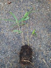 JAPONICA BAMBOO root stock/ rhizome Approx 5cm long LIVE BAMBOO ROOT
