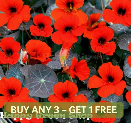 Nasturtium tom thumb - nasturtium,