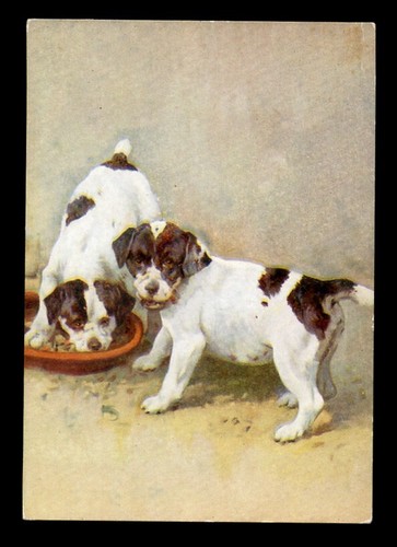 Smooth fox terrier - smooth,