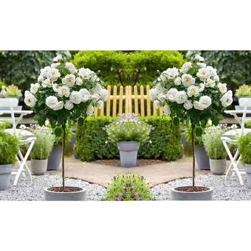 White standard flowering - 2,