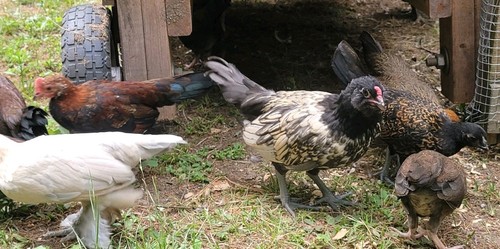 Game bantam fertile - game,