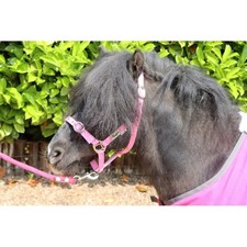 Ruggles Shetland-Miniature