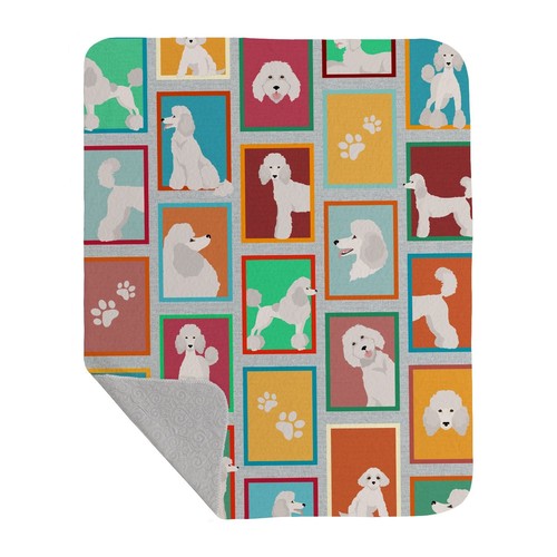 Lots white standard poodle - lots, of
