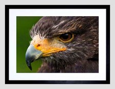 HARRIS HAWK EYE CLOSE UP BIRD PRAY BLACK FRAME FRAMED ART PRINT PICTURE B12X8086