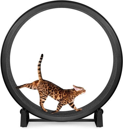 Cat exercise wheel gen safe - wheel,