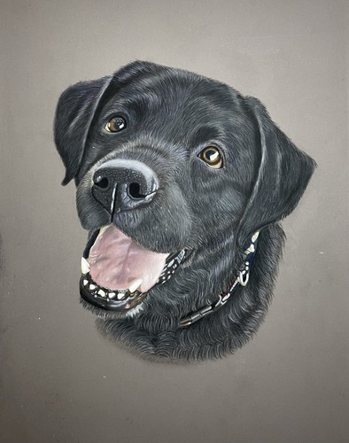 Pet portrait your - pet,