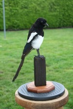 taxidermy MAGPIE crow this is