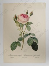 Redoute Rose Botanical