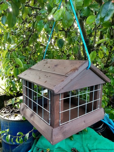 Pigeon proof hanging - pigeon, bird
