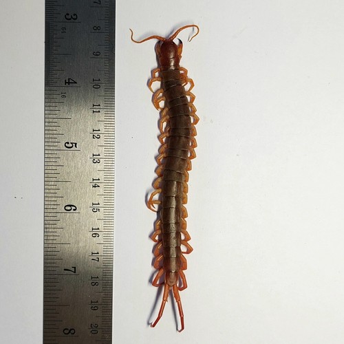 Scolopendra 2778 north - scolopendra, sp.