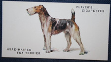 FOX TERRIER  Wire-Haired