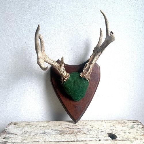 Point whitetail deer - 7,