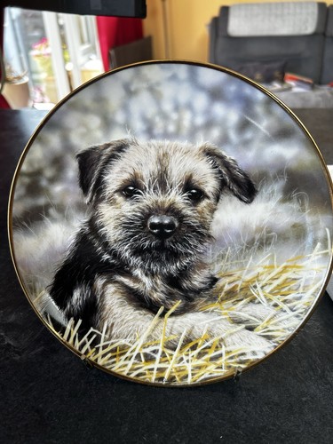 Danbury mint border terrier - danbury,
