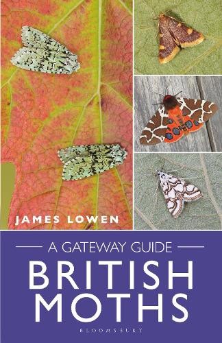 British moths james lowen - british,