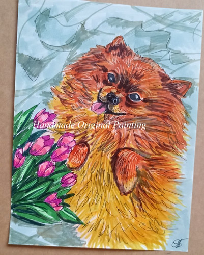 Pomeranian spitz dog - pomeranian,