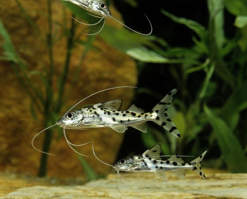 Pack polka dot pictus - polka,