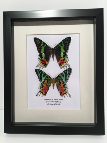 Pair madagscan sunset moths - pair, of