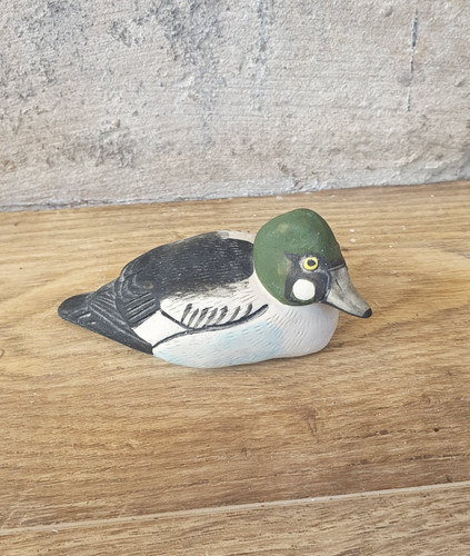 Common goldeneye duck - goldeneye,