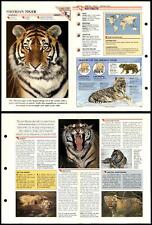 Siberian Tiger #152 Mammals Wildlife Fact File Fold-Out Card