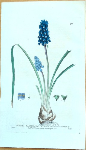 Antique botanical print - print, grape