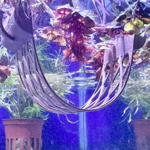 Betta fish floating hammock - hammock, /