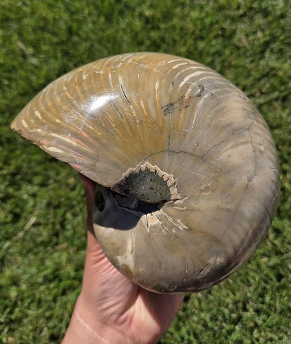 Rare large fossil nautilus - rare,