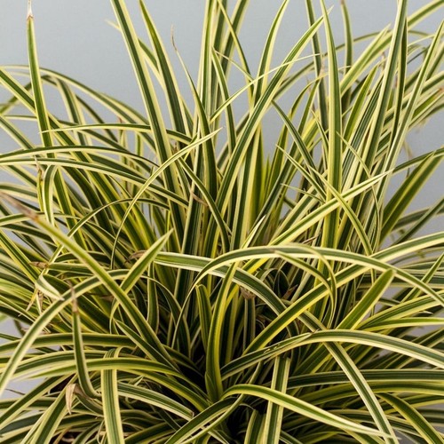 1ltr pot hardy evergreen - , of