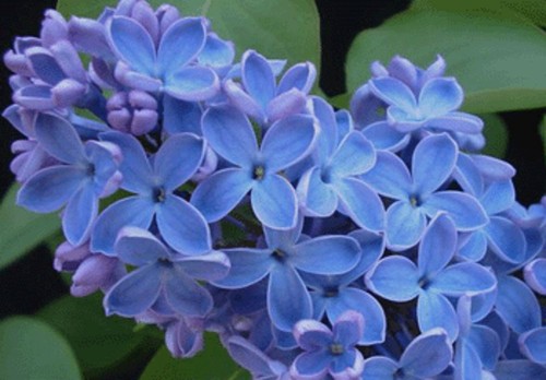 Blue lilac seeds tree - seeds,