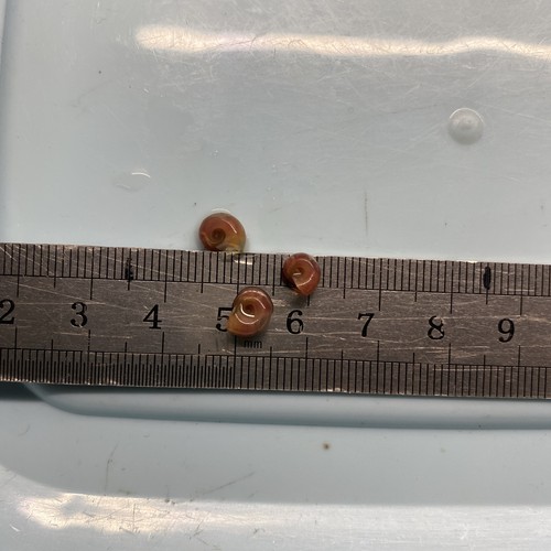 10xramshorn snails - 10xramshorn,