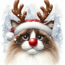 Single Luxury Ragdoll Cat Christmas Card Dog Gift RUD