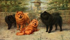 NEW BOOK OF THE DOG 1911 - CHOW-CHOWS. DRAWN & PAINTED BY MAUD EARL (1864-1943).
