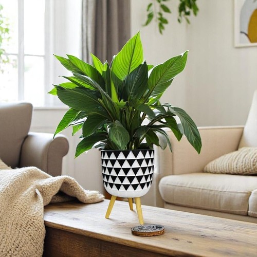 Modern black white - black,