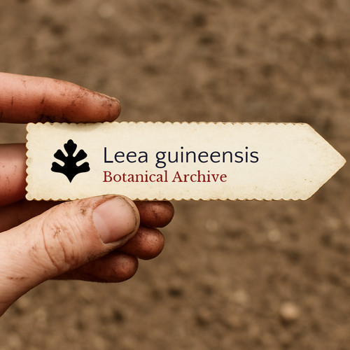 Leea guineensis seeds west - seeds,