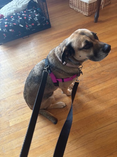 Hounds design dog - dog, harness