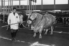 The Charolais bull Vainqueur