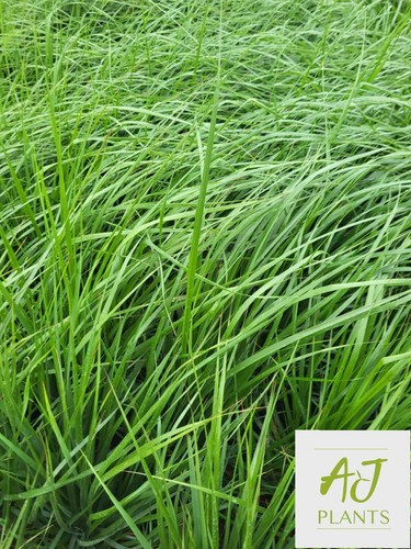 Calamagrostis karl foerster - calamagrostis,