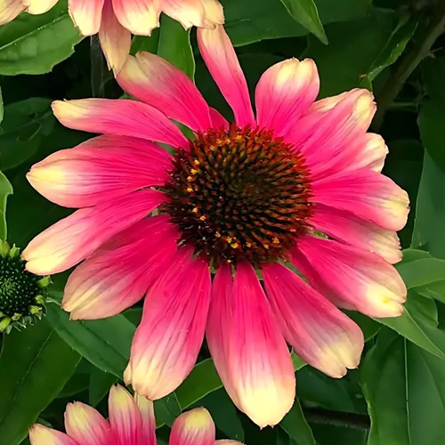 Echinacea pink lemonade - echinacea,