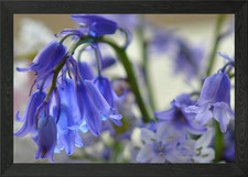 pretty bluebells Framed Wall