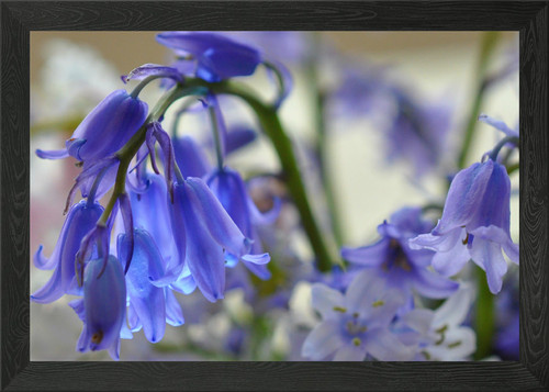 Pretty bluebells framed wall - framed,
