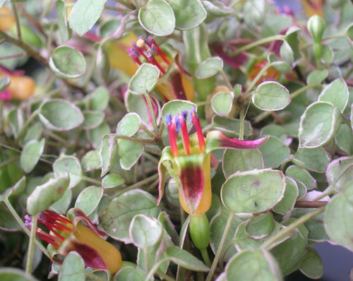Fuchsia procumbens variegata - procumbens, 'variegata'