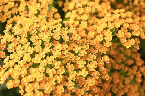 Achillea inca gold - gold', -(