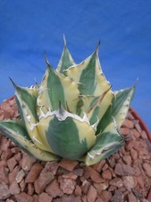 Agave titanota Snaggle Tooth