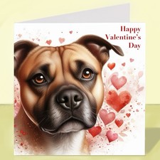 Staffordshire Bull Terrier Dog