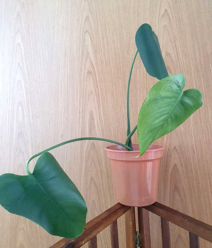 Monstera deliciosa swiss - monstera,