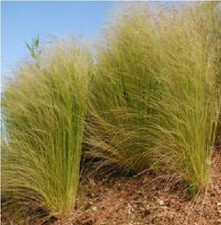 Ornamental Grass - Stipa