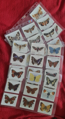 Butterflies moths wills - butterflies,