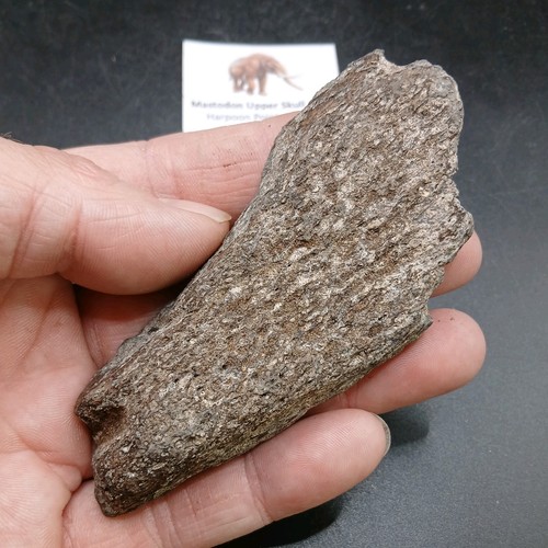 Fossil mastodon bone - bone, upper