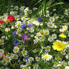 80/20 Wild Flower Seed Sunshine Meadow Mix Wildlife Annual Plants Instant