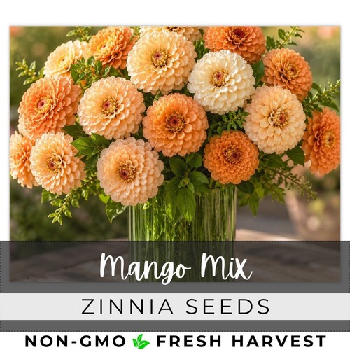 125 mango mix zinnia - zinnia, us