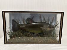 taxidermy fish tench collectable 